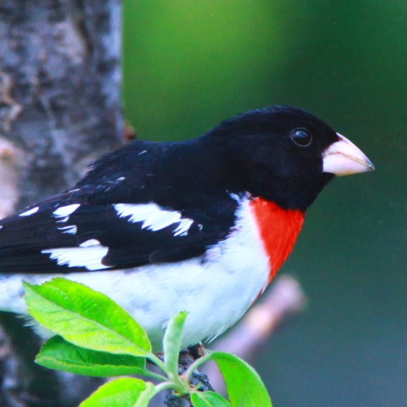 Rose Breasted Grosbeak 8" x 10" Fine Art Photography Print - Picture 2 of 3